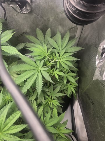 Coco Grow — flower, day 43