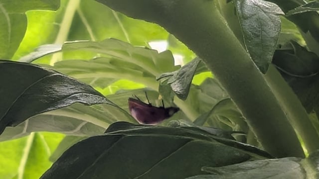 Perpetual Autoflower Mixed Grow #3 — flower, day 77