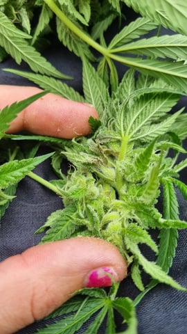 1st grow (green house)(natural) — flower, day 99