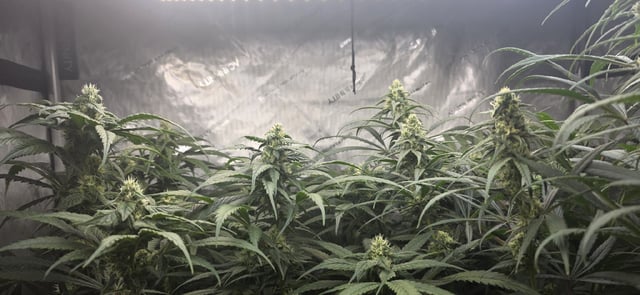 strawberry guava bx — flower, day 5