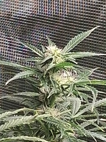 My Girls — flower, day 42