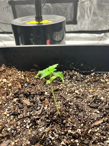 My First Grow — vegetative, day 19