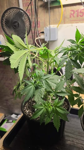 2nd Grow Sesh — vegetative, day 41
