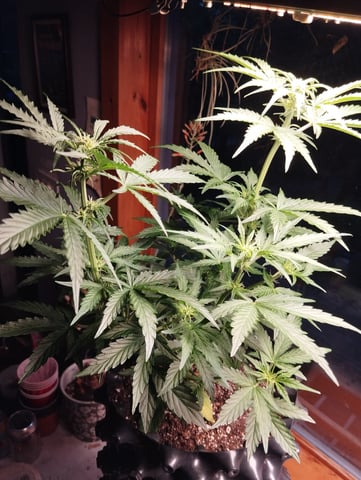 F1 apollo — flower, day 25