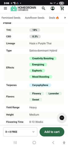 Purple Haze  — seedling_rooting, day 6