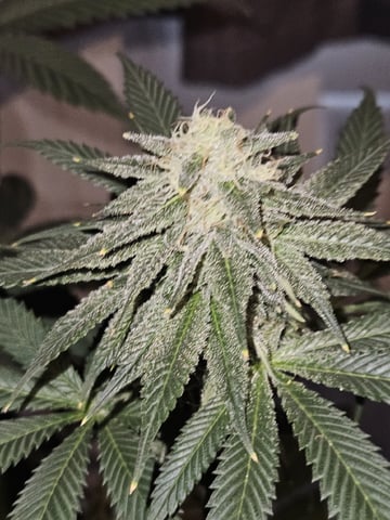 Bruce Banner #4  — flower, day 96