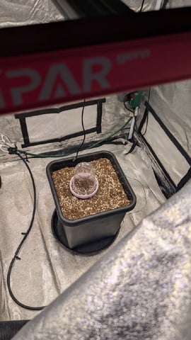 Lemon Cherry Gelato Auto — germination, day 1