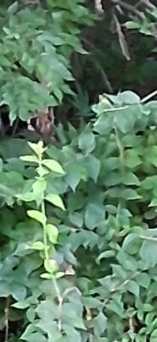 blueberry funk — flower, day 68