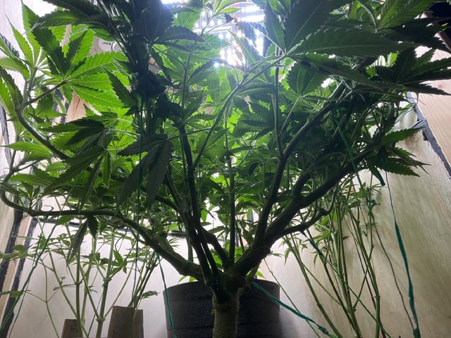 white 🕷️  — vegetative, day 67