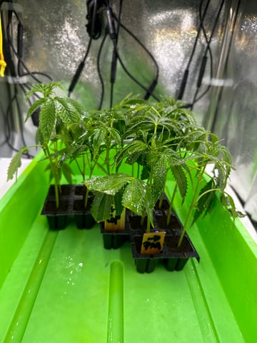 Permanent Marker, Gary Payton Cuttings/Clones  — seedling_rooting, day 5