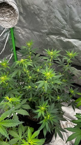 Rippleys OG Auto (Mephisto Genetics) 1st Attempt at Autos — flower, day 57