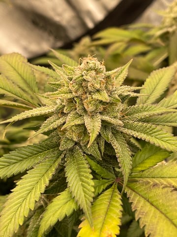 1st Ever Grow (GodFather OG) (Coco) — flower, day 138