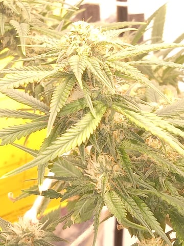 closet grow for veg with a.c infinity air intake fan .With no carbon filter just suction,and spider farmer sf 7000.Then a spider farmer sf tent 4×4×6.5with a G1500 l.e.d from spiderfarmer and spider farmer 6inch clip oscalating fan. — flower, day 57