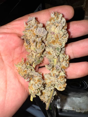 Master Kush RBX — harvest, day 209