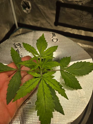 RQS Cookies Gelato — vegetative, day 21