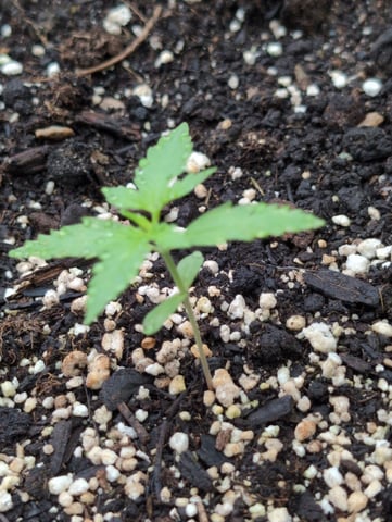 Gorilla Cookies Auto — seedling_rooting, day 8
