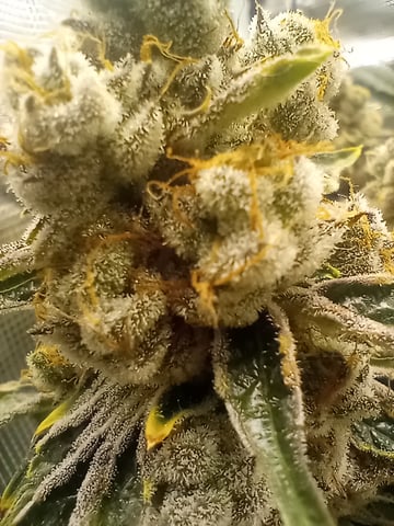 Wizard Punch first grow  — flower, day 111