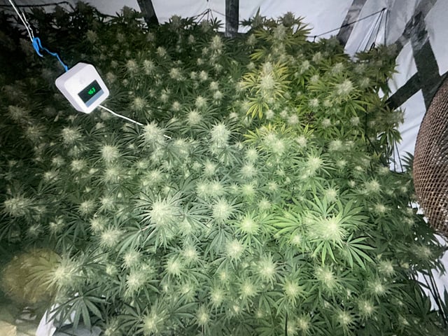 zunami s1 grounded genetics  — flower, day 71