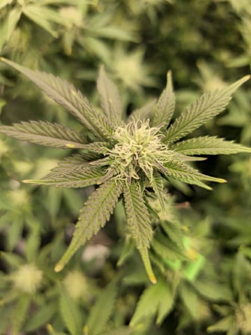 Crushberry Sugar and Khumbu Ice Fall  — flower, day 73
