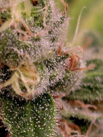 Dirty Bird - Thousand Island Fem & Platinum Kush Breath Remix x Grape Cakehead Fem Photo  — flower, day 120