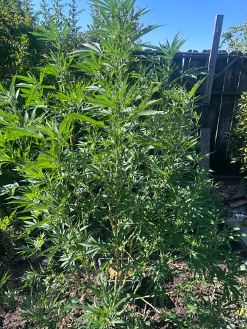 2025 harvest  — vegetative, day 1