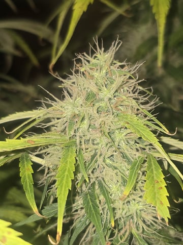 Autos AGAIN — flower, day 85