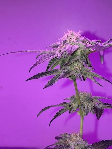 White Widow & Skittlez — flower, day 50