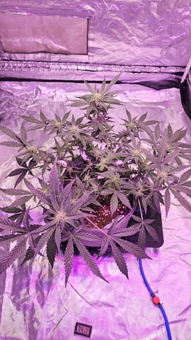 Jelousy Fast(Photo) & Ultra Voilet (Auto) — vegetative, day 6