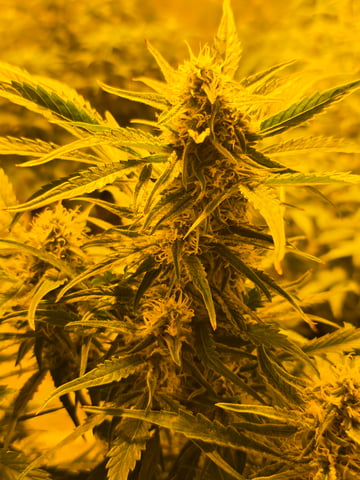 2nd Autoflower Indoor Grow — flower, day 57