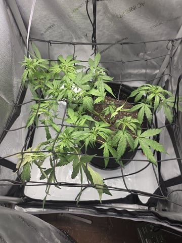 Vanna's Vanilla — auto, day 39