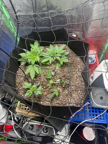 indoor trellis tie down  — vegetative, day 45