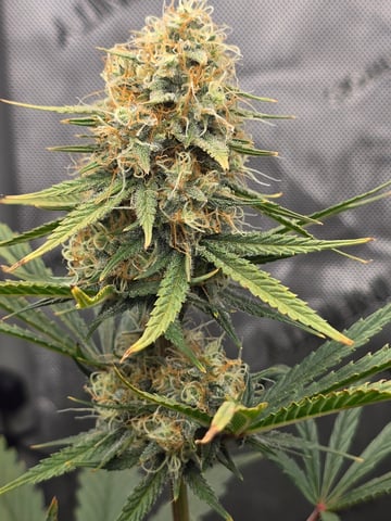 Pull my finger and Mowie Wowie — grow_setup, day 83