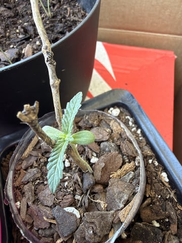 Bruce Banner ⛽️ — seedling_rooting, day 10