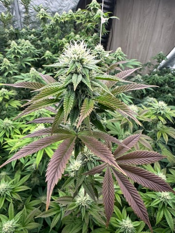 Hollywood Headband and LimeHeads  — flower, day 136