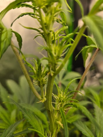 godzilla cookies autoflower  — flower, day 1