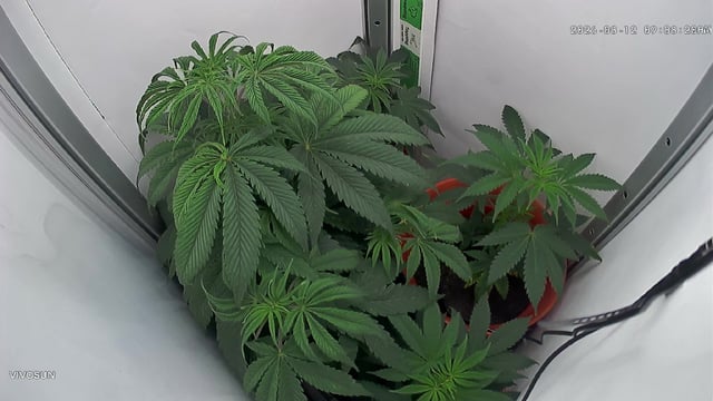 Blue Dream — flower, day 42