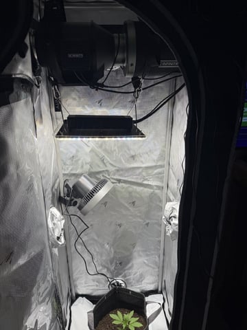 Random Seed — vegetative, day 14