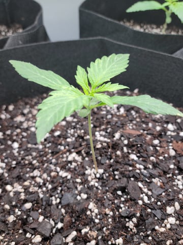 Watermelon Auto — vegetative, day 14