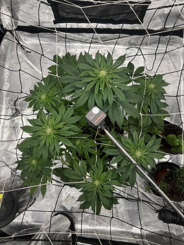 2025-26 harvest INDOOR — flower, day 106