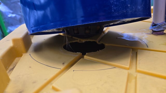 Fastbuds Autoflower Run — vegetative, day 29