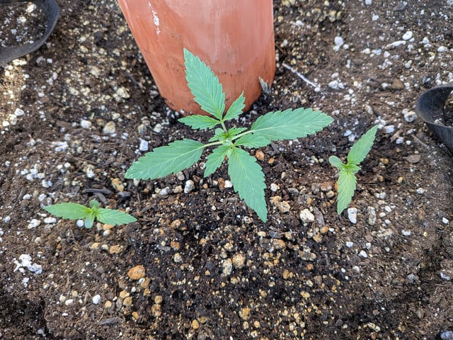October Start — vegetative, day 22