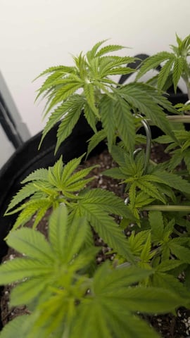 Cupboard Grow — vegetative, day 1