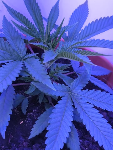 unknown strain 1st grow — vegetative, day 14