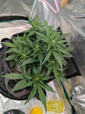2025 EOY Grow — flower, day 42