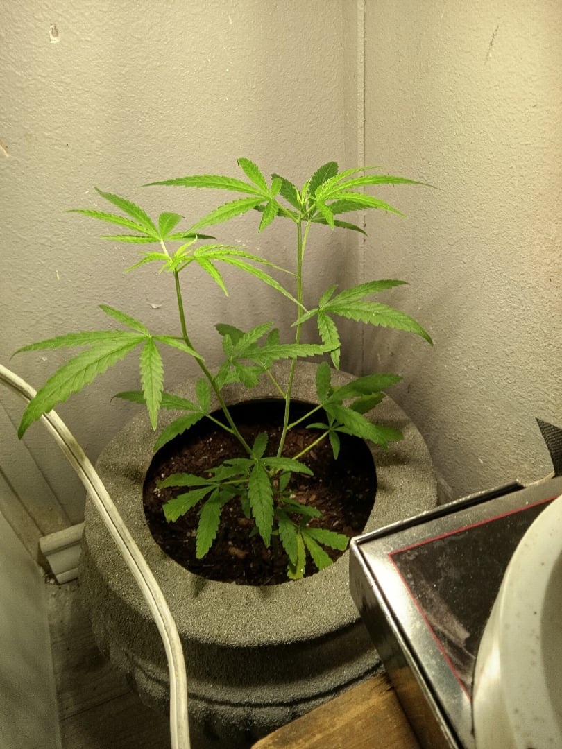 First Grow Sativa