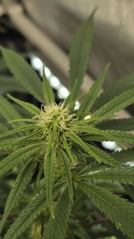 lilac diesel Rbx2 — flower, day 81