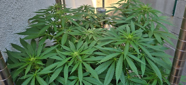 Mystery Weed Plant — flower, day 110