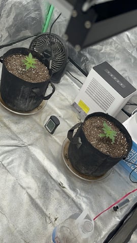 420 Fast Buds  — vegetative, day 18