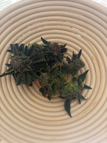 510 First Run! — flower, day 79