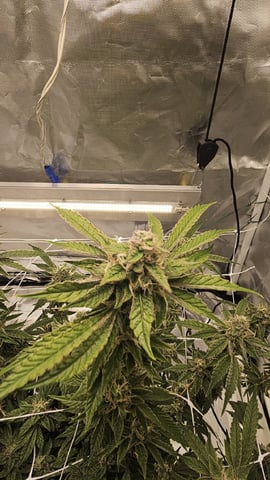 Jelousy Fast(Photo) & Ultra Voilet (Auto) — flower, day 58